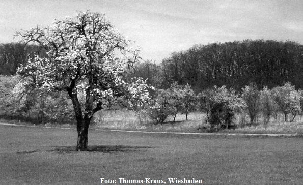Kulturlandschaft Wickerbachaue
